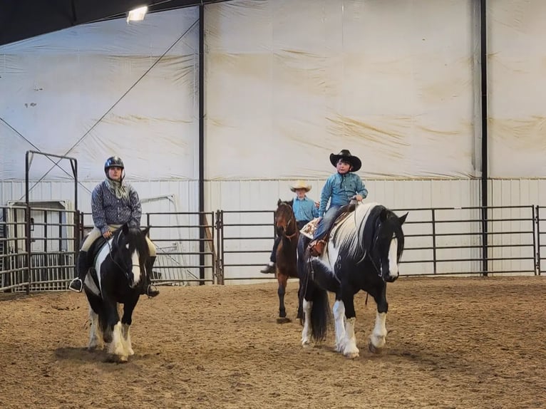 Arbeitspferd Mix Wallach 11 Jahre 170 cm Tobiano-alle-Farben in Powell, WY