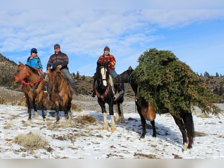 Arbeitspferd Mix Wallach 11 Jahre 170 cm Tobiano-alle-Farben in Powell, WY