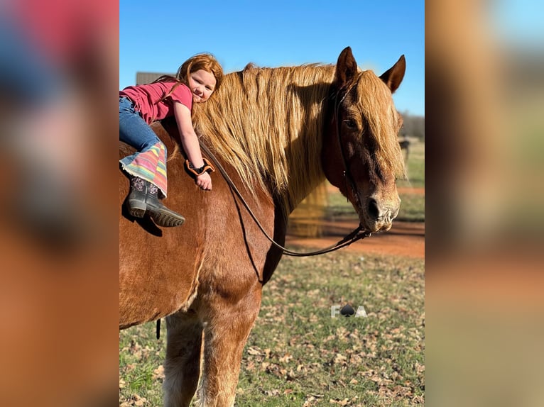 Arbeitspferd Wallach 11 Jahre 178 cm Rotfuchs in Breckenridge TX