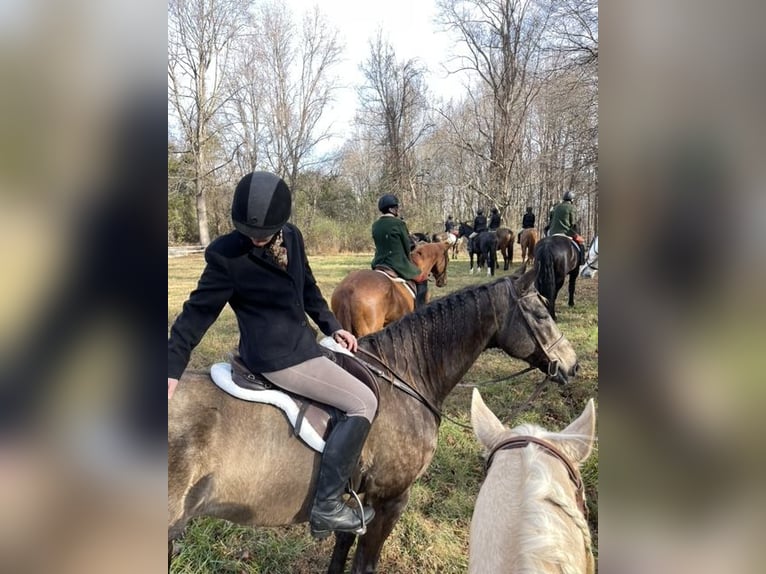 Arbeitspferd Mix Wallach 11 Jahre Buckskin in New Holland