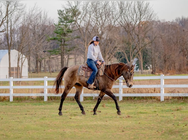 Arbeitspferd Mix Wallach 11 Jahre Buckskin in New Holland