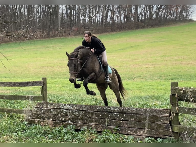 Arbeitspferd Mix Wallach 11 Jahre Buckskin in New Holland