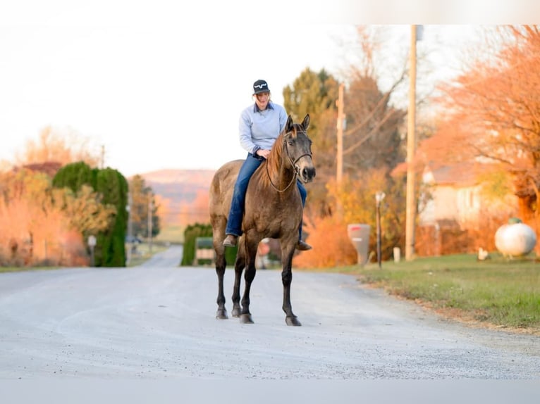 Arbeitspferd Mix Wallach 11 Jahre Buckskin in New Holland