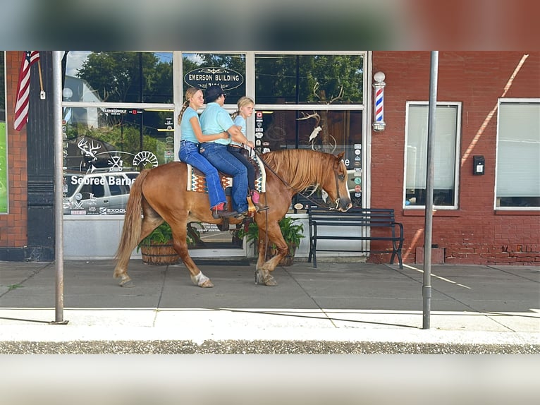 Arbeitspferd Mix Wallach 11 Jahre Rotfuchs in Henderson