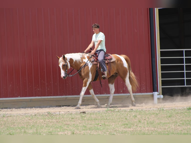 Arbeitspferd Wallach 11 Jahre Schecke in Millersburg