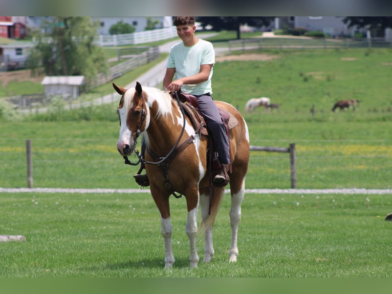 Arbeitspferd Wallach 11 Jahre Schecke in Millersburg