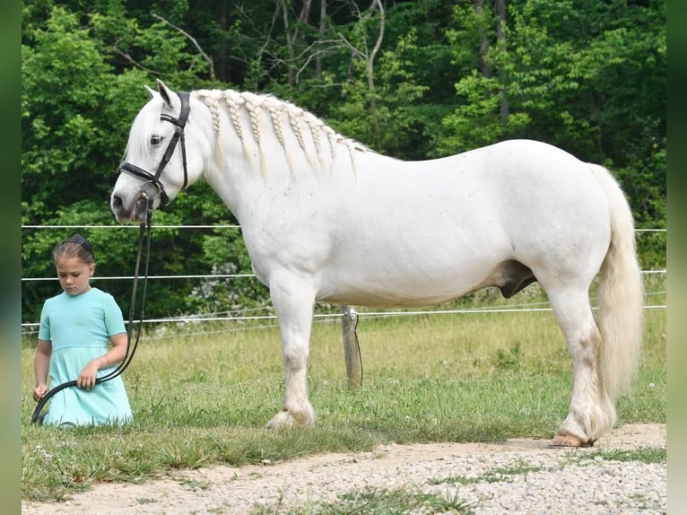 Arbeitspferd Wallach 11 Jahre White in Strasburg, OH
