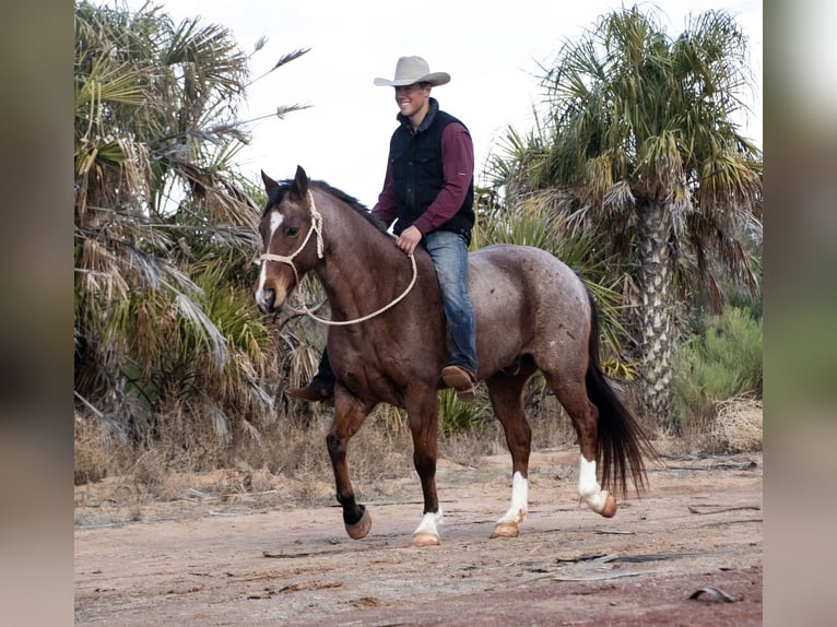 Arbeitspferd Mix Wallach 12 Jahre 150 cm Roan-Bay in Aguila