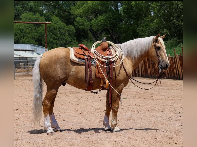 Arbeitspferd Wallach 12 Jahre 155 cm Palomino in Camp Verde AZ