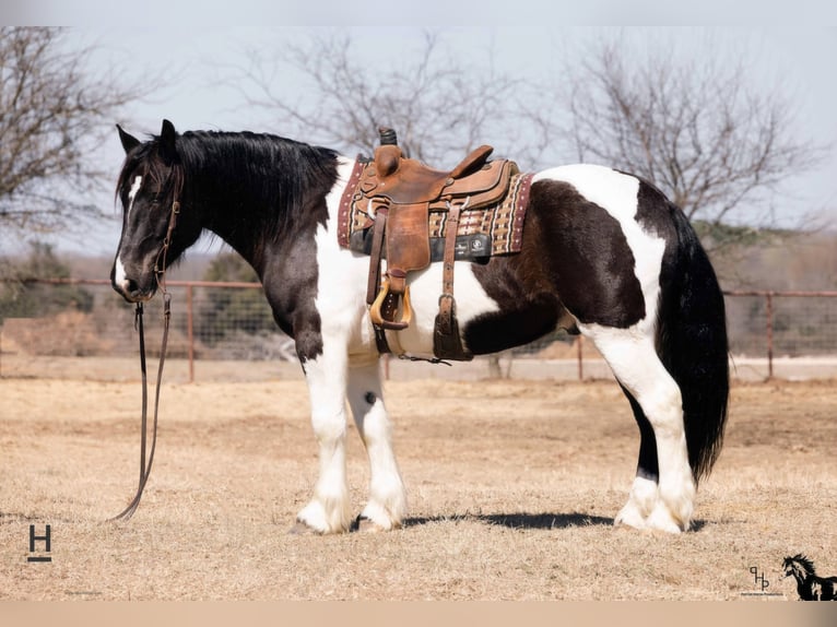 Arbeitspferd Wallach 12 Jahre 160 cm Tobiano-alle-Farben in Joshua TX