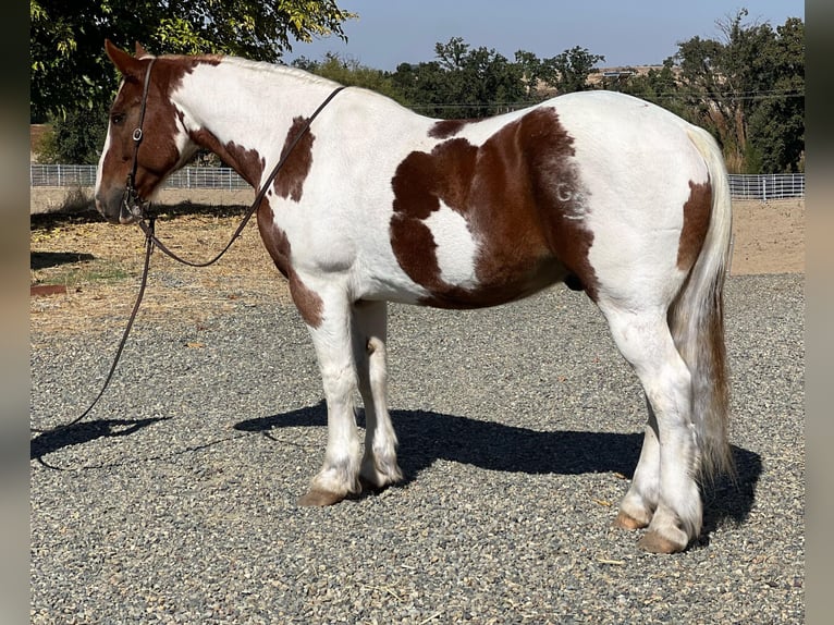 Arbeitspferd Wallach 12 Jahre 160 cm Tobiano-alle-Farben in Lincoln CA