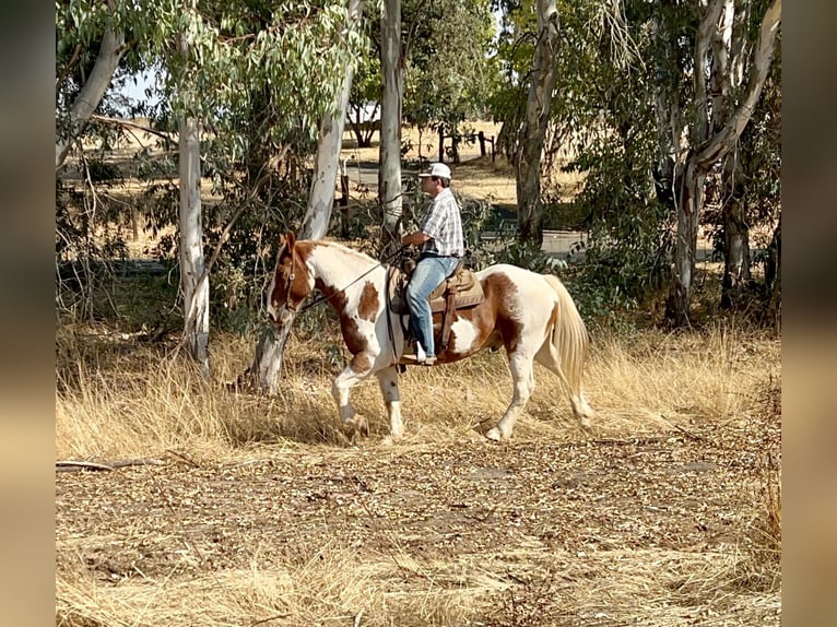 Arbeitspferd Wallach 12 Jahre 160 cm Tobiano-alle-Farben in Lincoln CA