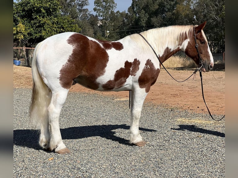 Arbeitspferd Wallach 12 Jahre 160 cm Tobiano-alle-Farben in Lincoln CA