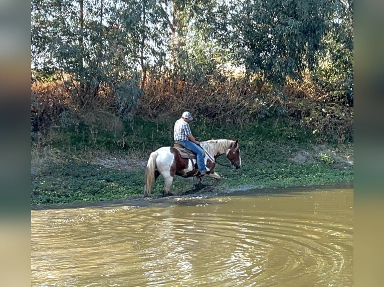 Arbeitspferd Wallach 12 Jahre 160 cm Tobiano-alle-Farben in Lincoln CA