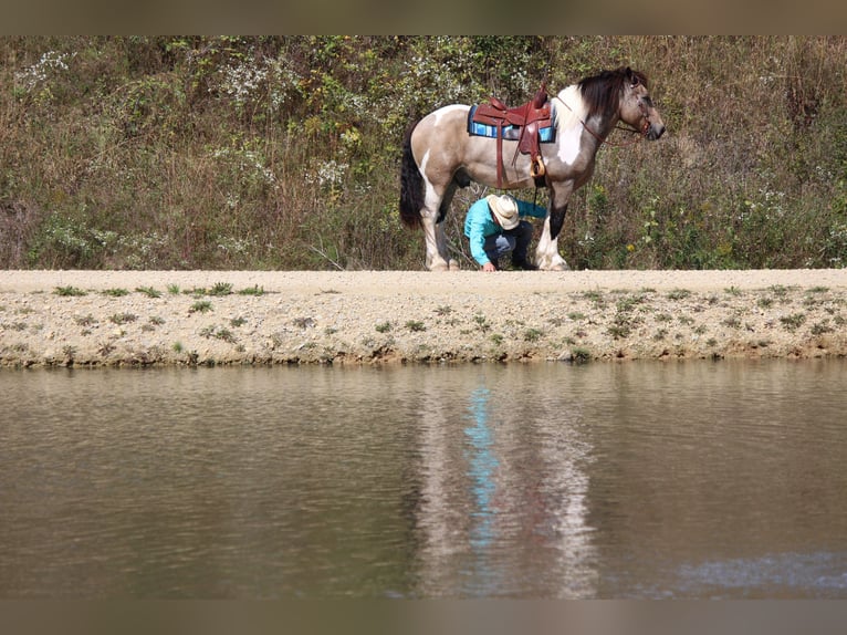 Arbeitspferd Mix Wallach 12 Jahre 160 cm Tobiano-alle-Farben in Dodgeville, WI