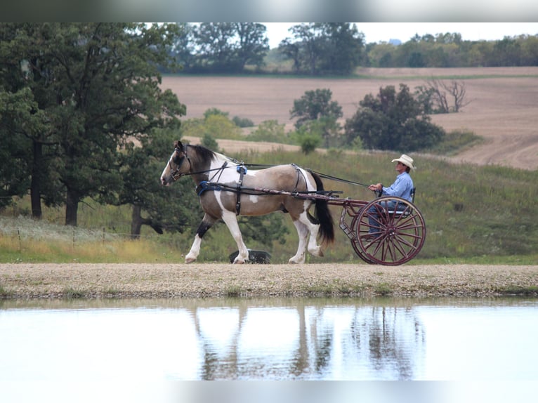 Arbeitspferd Mix Wallach 12 Jahre 160 cm Tobiano-alle-Farben in Dodgeville, WI