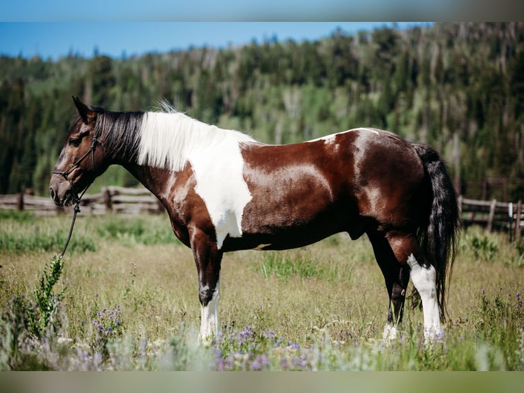 Arbeitspferd Mix Wallach 12 Jahre 162 cm Tobiano-alle-Farben in Heber CityHeber