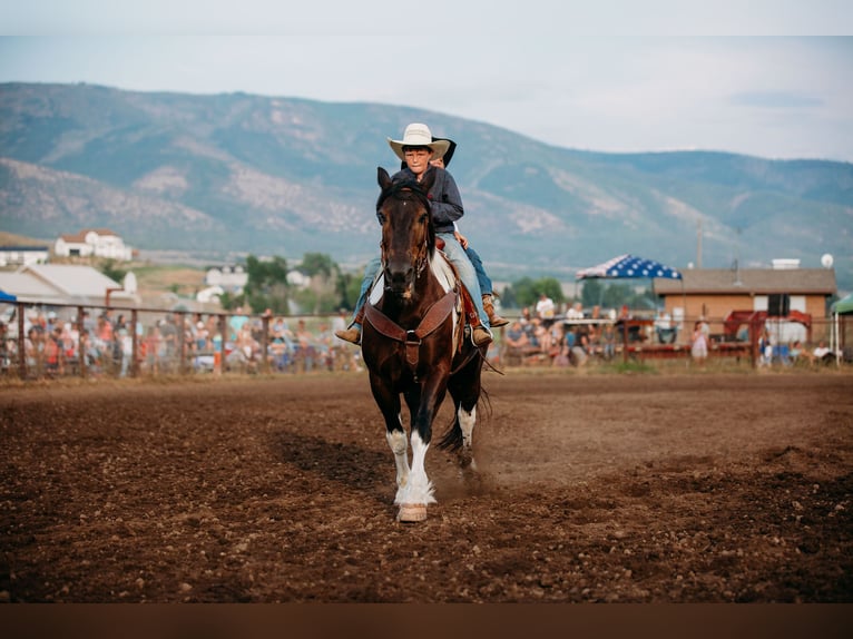 Arbeitspferd Mix Wallach 12 Jahre 162 cm Tobiano-alle-Farben in Heber CityHeber