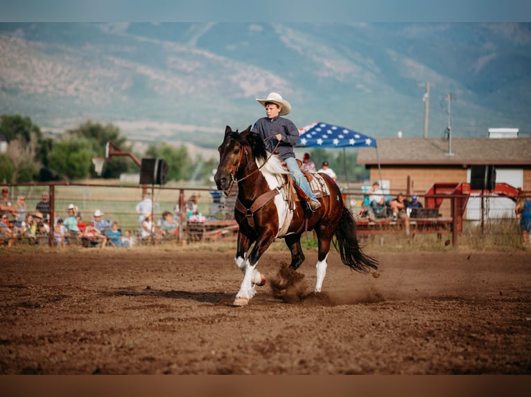 Arbeitspferd Mix Wallach 12 Jahre 162 cm Tobiano-alle-Farben in Heber CityHeber