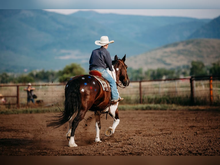 Arbeitspferd Mix Wallach 12 Jahre 162 cm Tobiano-alle-Farben in Heber CityHeber