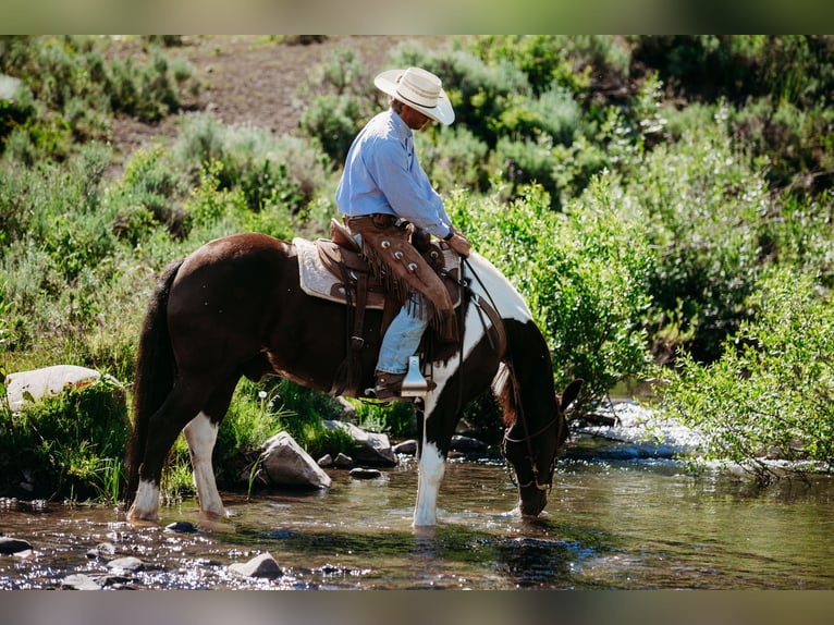 Arbeitspferd Mix Wallach 12 Jahre 162 cm Tobiano-alle-Farben in Heber CityHeber