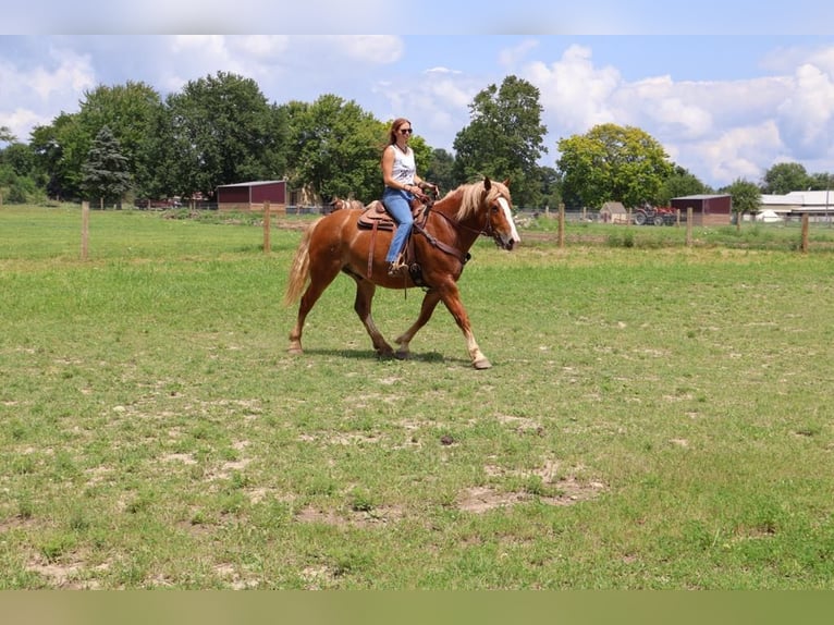 Arbeitspferd Wallach 12 Jahre 163 cm Dunkelfuchs in Howell, Mi