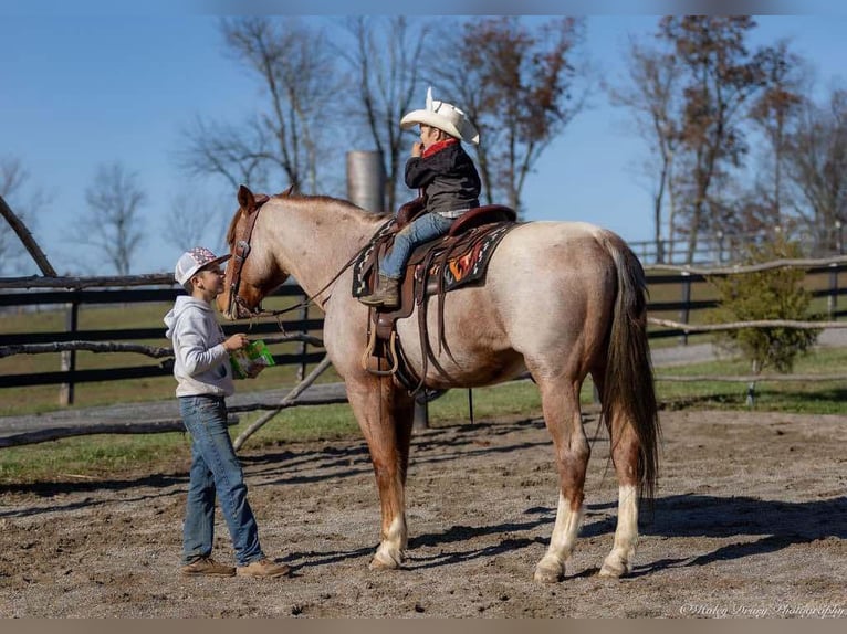 Arbeitspferd Mix Wallach 12 Jahre 163 cm Roan-Red in Auburn, KY