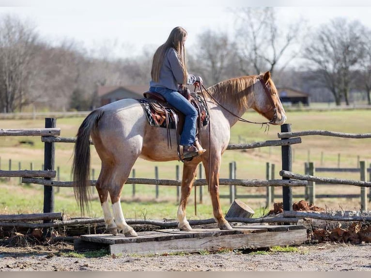 Arbeitspferd Mix Wallach 12 Jahre 163 cm Roan-Red in Auburn, KY