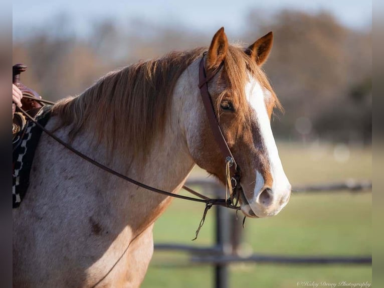 Arbeitspferd Mix Wallach 12 Jahre 163 cm Roan-Red in Auburn, KY