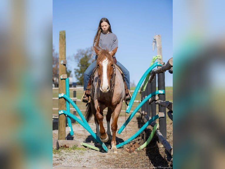 Arbeitspferd Mix Wallach 12 Jahre 163 cm Roan-Red in Auburn, KY