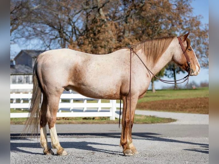 Arbeitspferd Mix Wallach 12 Jahre 163 cm Roan-Red in Auburn, KY