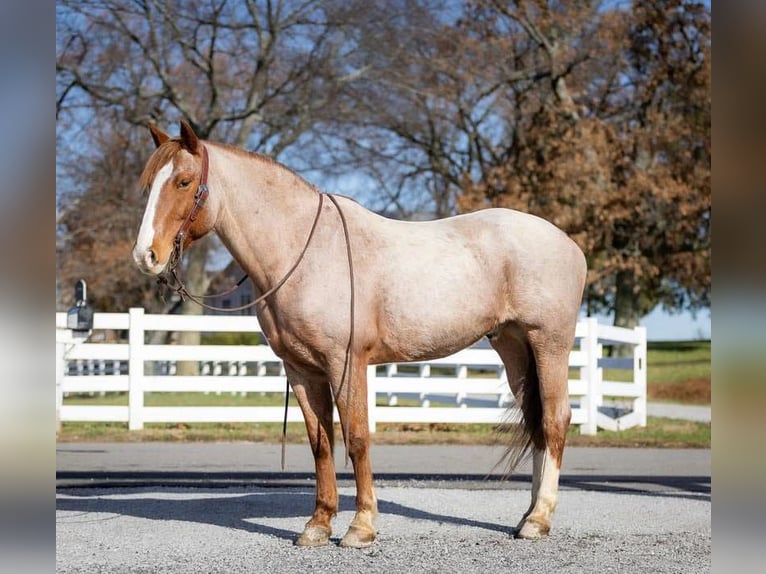 Arbeitspferd Mix Wallach 12 Jahre 163 cm Roan-Red in Auburn, KY