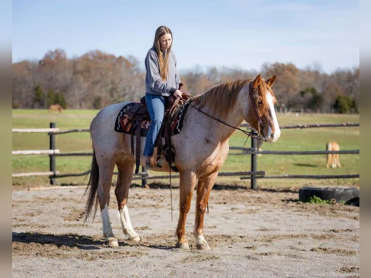 Arbeitspferd Mix Wallach 12 Jahre 163 cm Roan-Red in Auburn, KY