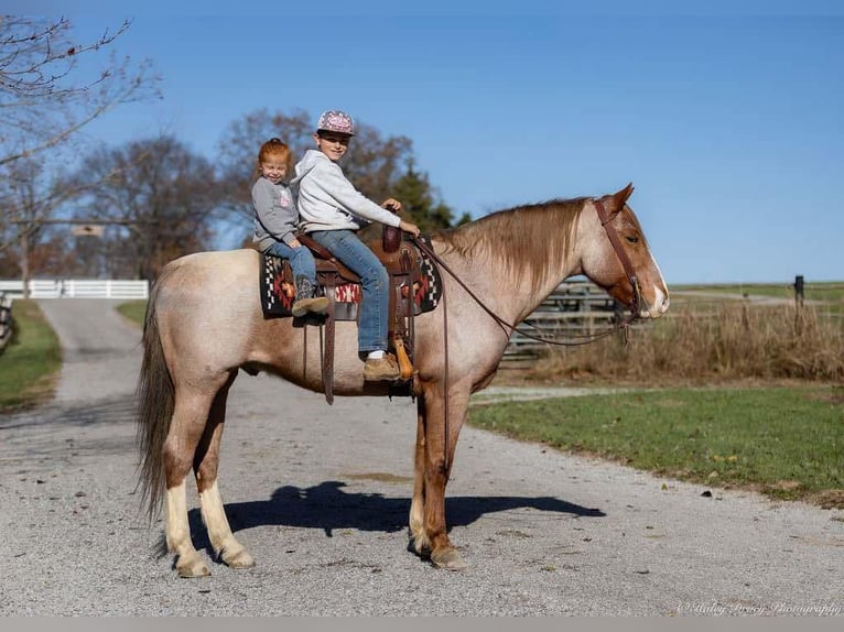 Arbeitspferd Mix Wallach 12 Jahre 163 cm Roan-Red in Auburn, KY