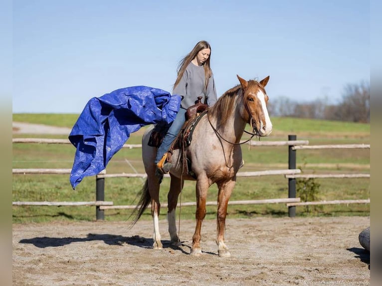 Arbeitspferd Mix Wallach 12 Jahre 163 cm Roan-Red in Auburn, KY