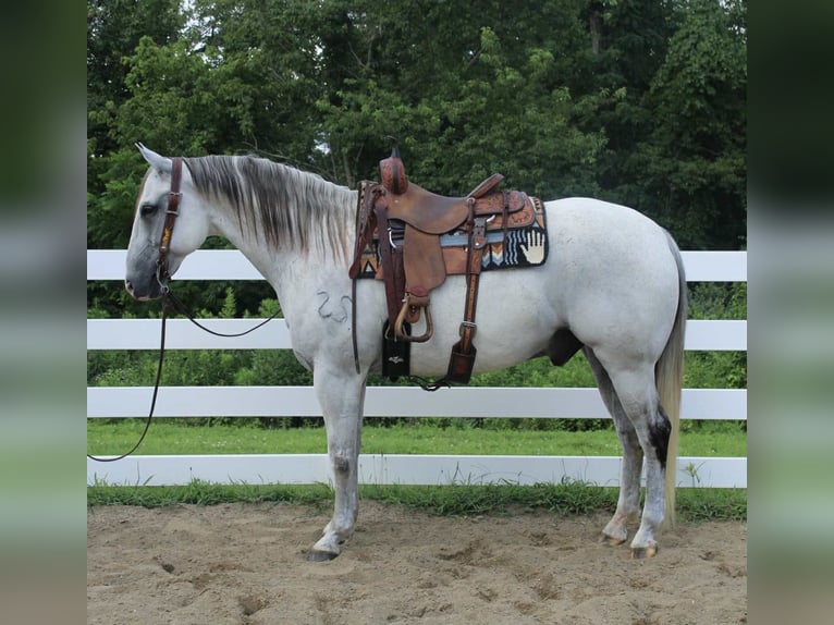 Arbeitspferd Mix Wallach 12 Jahre 163 cm Schimmel in Allentown