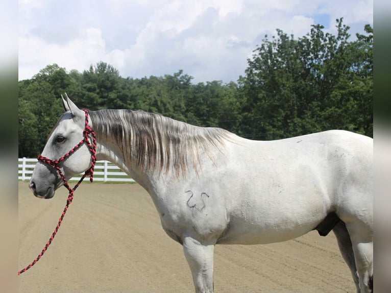 Arbeitspferd Mix Wallach 12 Jahre 163 cm Schimmel in Allentown