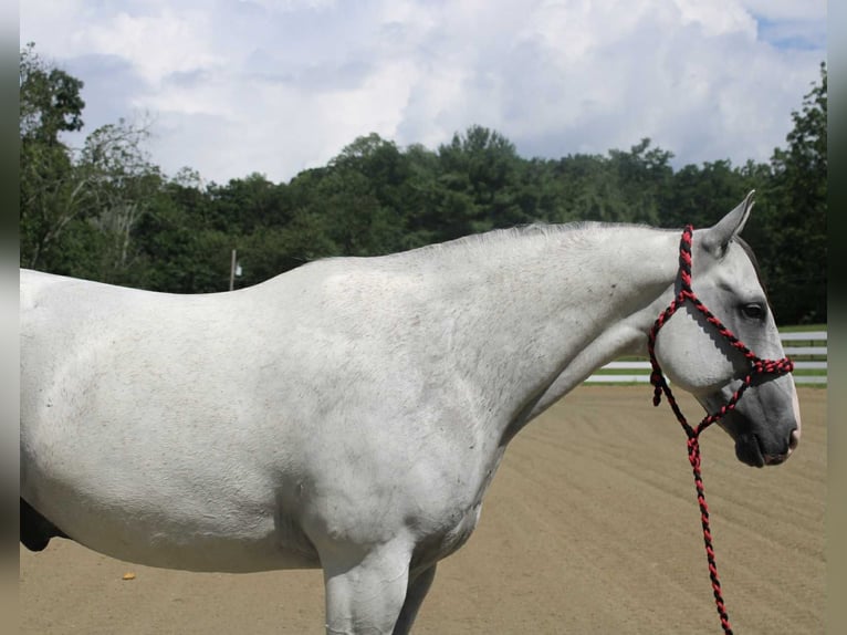 Arbeitspferd Mix Wallach 12 Jahre 163 cm Schimmel in Allentown