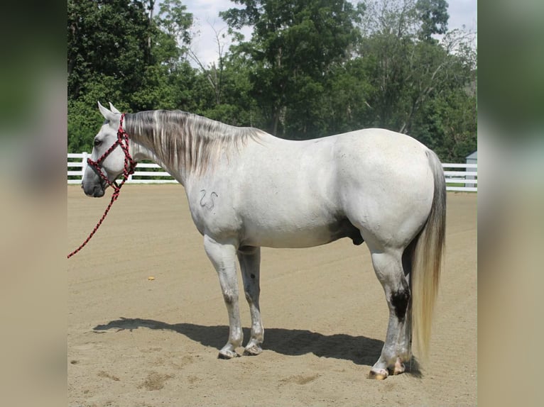 Arbeitspferd Mix Wallach 12 Jahre 163 cm Schimmel in Allentown