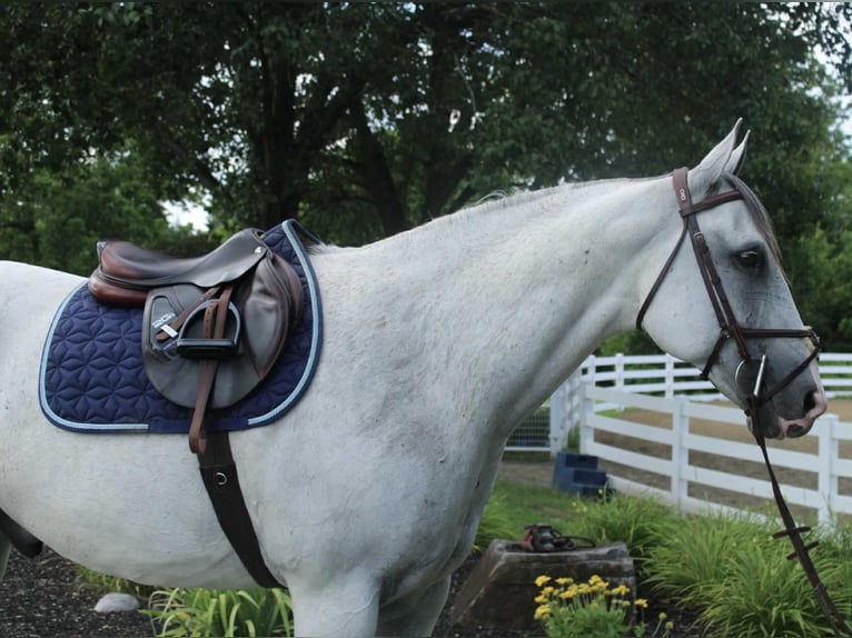 Arbeitspferd Mix Wallach 12 Jahre 163 cm Schimmel in Allentown