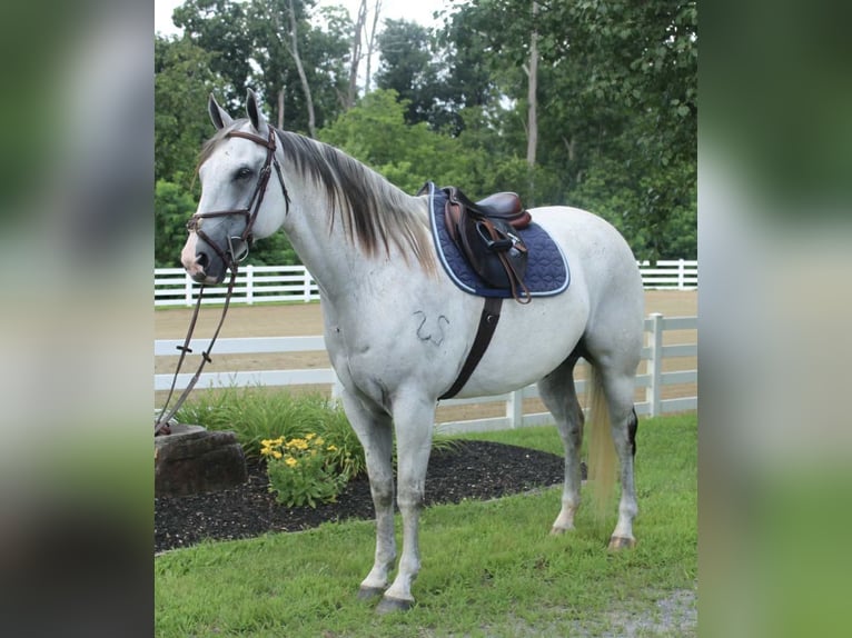 Arbeitspferd Mix Wallach 12 Jahre 163 cm Schimmel in Allentown