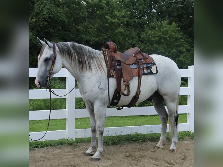 Arbeitspferd Mix Wallach 12 Jahre 163 cm Schimmel in Allentown
