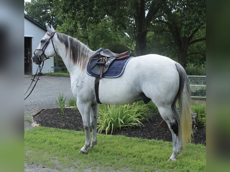 Arbeitspferd Mix Wallach 12 Jahre 163 cm Schimmel in Allentown