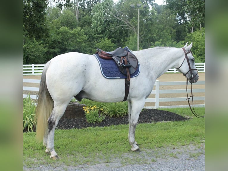Arbeitspferd Mix Wallach 12 Jahre 163 cm Schimmel in Allentown