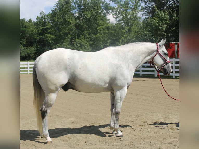 Arbeitspferd Mix Wallach 12 Jahre 163 cm Schimmel in Allentown