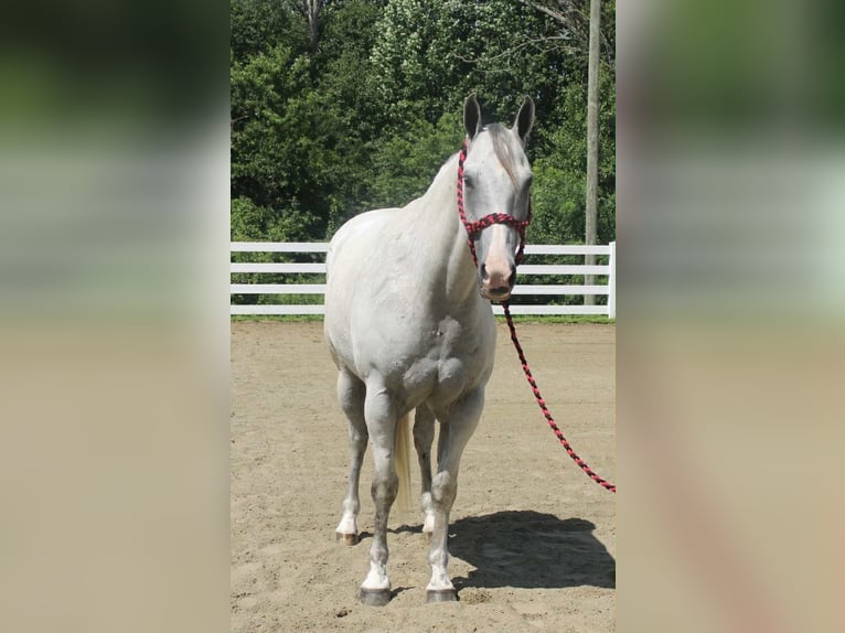Arbeitspferd Mix Wallach 12 Jahre 163 cm Schimmel in Allentown