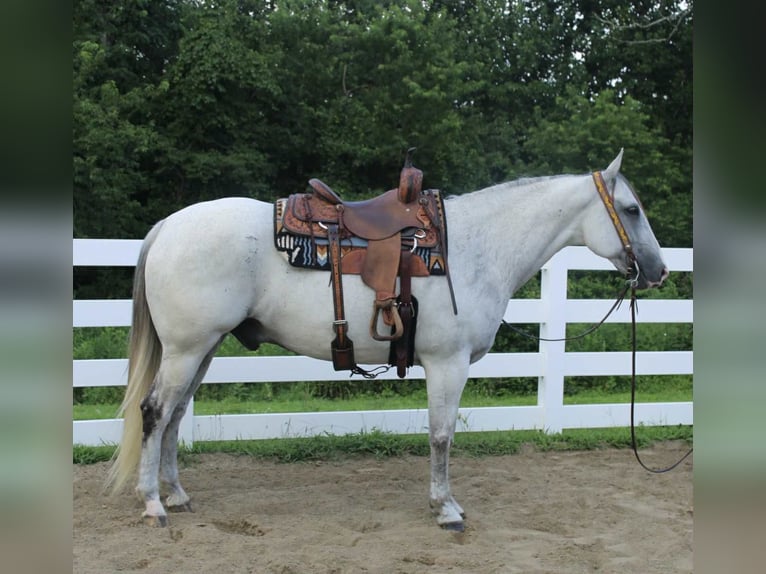 Arbeitspferd Mix Wallach 12 Jahre 163 cm Schimmel in Allentown