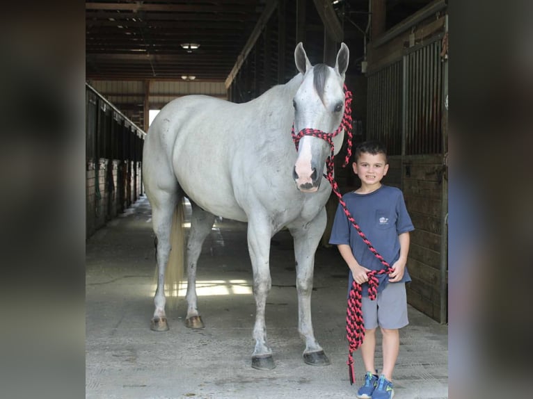 Arbeitspferd Mix Wallach 12 Jahre 163 cm Schimmel in Allentown