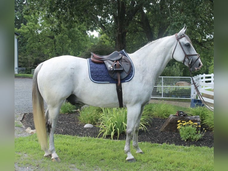 Arbeitspferd Mix Wallach 12 Jahre 163 cm Schimmel in Allentown
