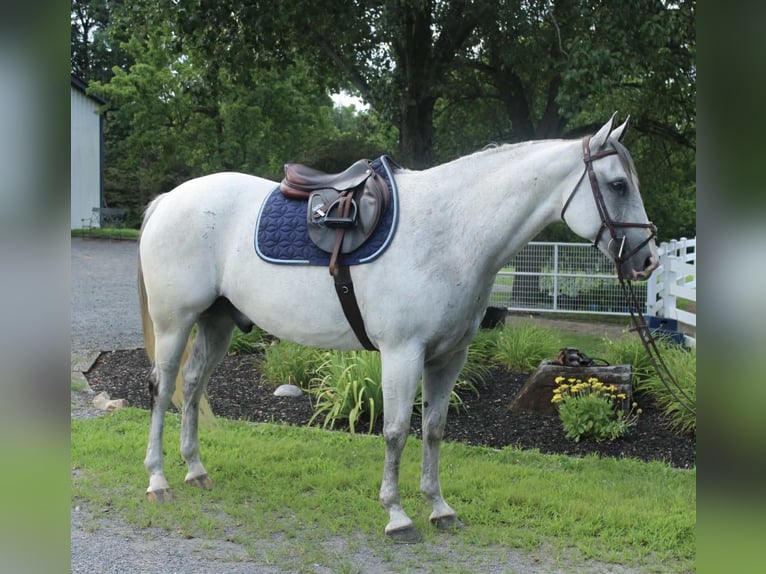 Arbeitspferd Mix Wallach 12 Jahre 163 cm Schimmel in Allentown